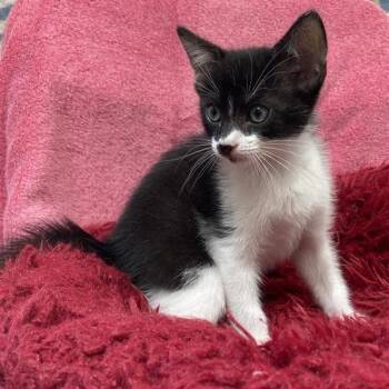 Domestic Short Hair Cats Available for Adoption in Long Beach, California - Camembert | PetCurious