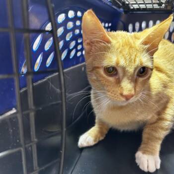 Domestic Short Hair Cats Available for Adoption in Leander, Texas - Arlene | PetCurious