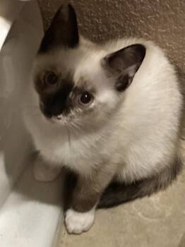 Purrsnickity -  Domestic Short Hair Cat for Adoption in Dallas, Texas - Purrsnickity | PetCurious