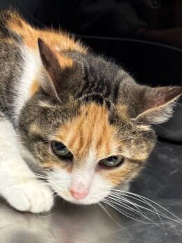 Hermione -  Domestic Short Hair Cat for Adoption in Bloomington, Indiana - Hermione | PetCurious