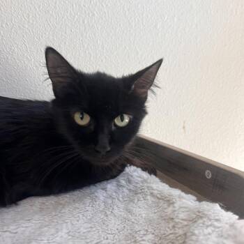 Penny Lane -  Domestic Medium Hair Cat for Adoption in Las Vegas, Nevada - Penny Lane | PetCurious