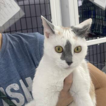 Momma -  Calico Cat for Adoption in Rogersville, Tennessee - Momma | PetCurious