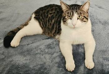 Tirion -  Domestic Short Hair Cat for Adoption in Sherwood, Oregon - Tirion | PetCurious