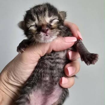 Domestic Short Hair Cats Available for Adoption in Spring Hill, Kansas - Chip | PetCurious