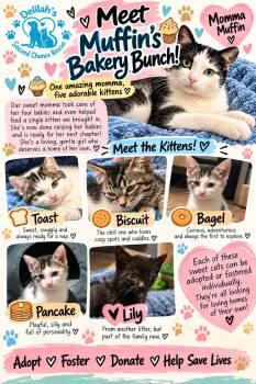Muffins Bakery Bunch -  American Shorthair Cat for Adoption in Port St. Lucie, Florida - Muffins Bakery Bunch | PetCurious