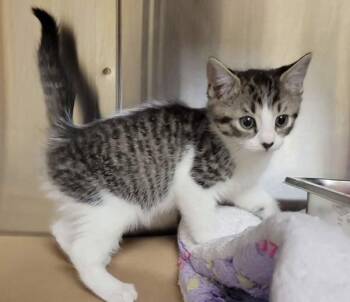 Domestic Short Hair Cats Available for Adoption - Hi-Chew | PetCurious