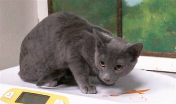 SHADOW -  Russian Blue and Domestic Short Hair Cat for Adoption in Houston, Texas - SHADOW | PetCurious