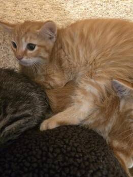 BABY PIGLET -  Domestic Short Hair Cat for Adoption in Louisville, Kentucky - BABY PIGLET | PetCurious