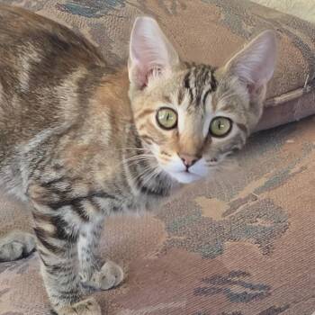 Mireya -  Domestic Short Hair Cat for Adoption in Redwood Valley, California - Mireya | PetCurious