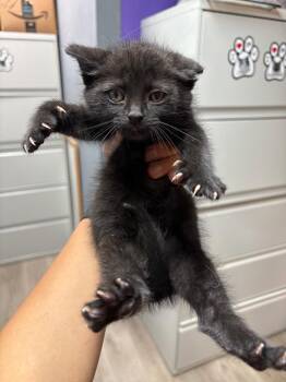 Domestic Short Hair Cats Available for Adoption in Valley Park, Oklahoma - Black Bean | PetCurious