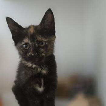 Capuchin -  Domestic Short Hair Cat for Adoption in Dearborn, Michigan - Capuchin | PetCurious