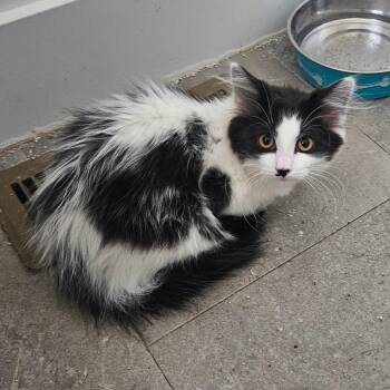 Sarah Orr -  Domestic Long Hair Cat for Adoption in Eagle Mountain, Utah - Sarah Orr | PetCurious