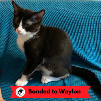 Rescue Domestic Short Hair Cats for Adoption in Skokie, Illinois - Walker (k2025) | PetCurious