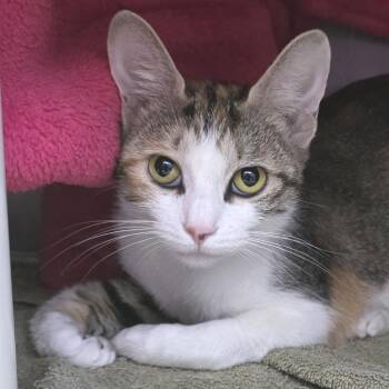 Daisy -  Domestic Short Hair Cat for Adoption in Fort Wayne, Indiana - Daisy | PetCurious