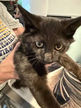 Rescue Domestic Short Hair Cats for Adoption in New Cumberland, West Virginia - Pomodoro | PetCurious