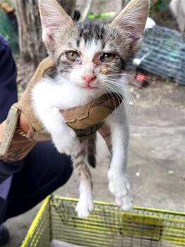 LOKI -  Domestic Short Hair Cat for Adoption in San Antonio, Texas - LOKI | PetCurious