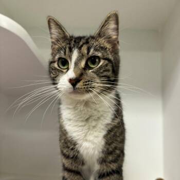 Domestic Short Hair Cats Available for Adoption - Biscuit | PetCurious