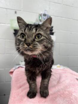 LILY -  Domestic Long Hair Cat for Adoption in Peoria, Illinois - LILY | PetCurious
