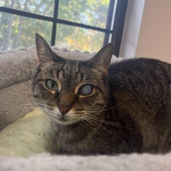 Tapioca -  Domestic Short Hair Cat for Adoption in Lansing, Michigan - Tapioca | PetCurious