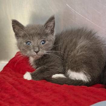 Arisa -  Domestic Short Hair Cat for Adoption in Fort Smith, Arkansas - Arisa | PetCurious
