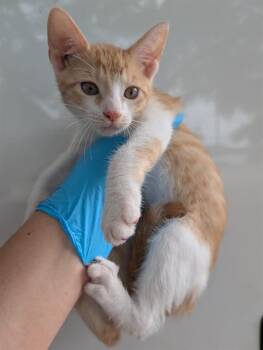 Domestic Short Hair Cats Available for Adoption in San Antonio, Texas - ROSALIE | PetCurious