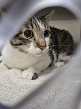 PEPPER -  Domestic Short Hair Cat for Adoption in St. Peters, Missouri - PEPPER | PetCurious