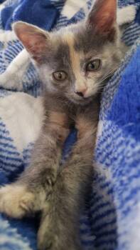 Miss Marple -  Domestic Short Hair Cat for Adoption in Shawnee, Kansas - Miss Marple | PetCurious