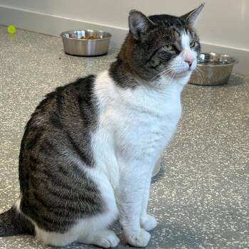 Rescue Domestic Short Hair Cats for Adoption in North Haven, Connecticut - Bongo | PetCurious