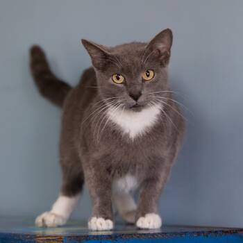 Rescue Domestic Short Hair Cats for Adoption in Henderson, Kentucky - Denali | PetCurious