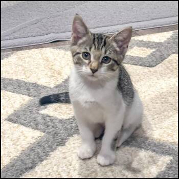 Rescue Domestic Short Hair and Tabby Cats for Adoption in Roswell, Georgia - Chip | PetCurious