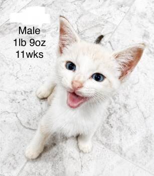 Skype -  Domestic Short Hair and Siamese Cat for Adoption in Gainesville, Virginia - Skype | PetCurious