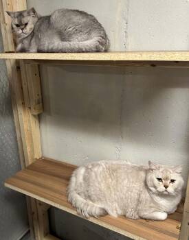 Shadow & Smush -  British Shorthair Cat for Adoption in Attleboro, Massachusetts - Shadow & Smush | PetCurious
