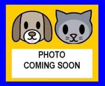 Domestic Short Hair Cats Available for Adoption in San Antonio, Texas - JERRY | PetCurious