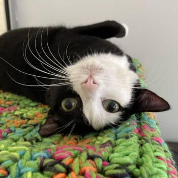 Domestic Short Hair Cats Available for Adoption - Cuddles | PetCurious