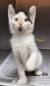 Pearl -  Domestic Medium Hair Cat for Adoption in Marion, Mississippi - Pearl | PetCurious