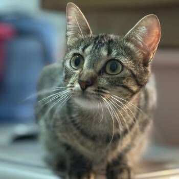 Rescue Domestic Short Hair Cats for Adoption in Houston, Texas - Vivian | PetCurious
