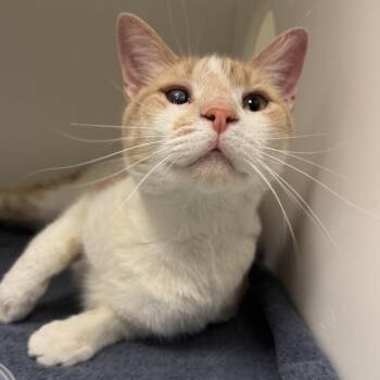 Carrot -  Domestic Short Hair Cat for Adoption in Philadelphia, Pennsylvania - Carrot | PetCurious