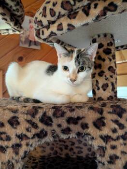 Jenny Sue (in foster) -  Domestic Short Hair Cat for Adoption in Lacon, Illinois - Jenny Sue (in Foster) | PetCurious