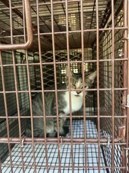Daisy -  Domestic Short Hair Cat for Adoption in New Braunfels, Texas - Daisy | PetCurious