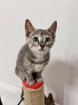 Domestic Short Hair Cats Available for Adoption in The Woodlands, Texas - Moe | PetCurious