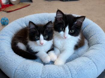 Janet (f) and Chris (m) - Bonded Siblings -  Domestic Medium Hair Cat for Adoption in Hillsboro, Oregon - Janet (f) And Chris (m) - Bonded Siblings | PetCurious