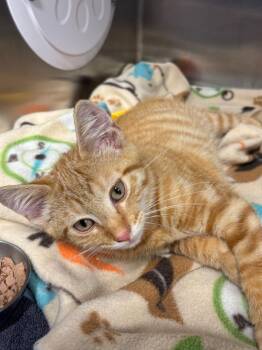 Theo -  Domestic Short Hair Cat for Adoption in Bloomington, Indiana - Theo | PetCurious