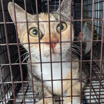 Elsie Coming In -  Torbie Cat for Adoption in Clifton, New Jersey - Elsie Coming In | PetCurious