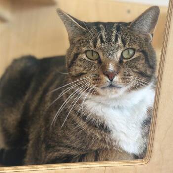 Domestic Short Hair Cats Available for Adoption - Humbert | PetCurious