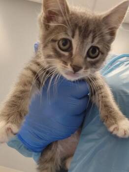 Juniper -  Domestic Short Hair Cat for Adoption in Roseville, California - Juniper | PetCurious