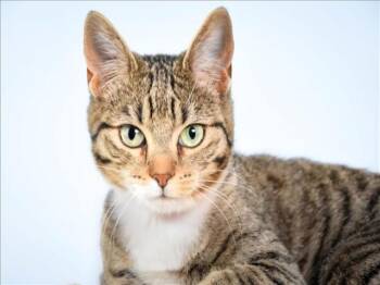 Domestic Short Hair Cats Available for Adoption - VALENTINE | PetCurious