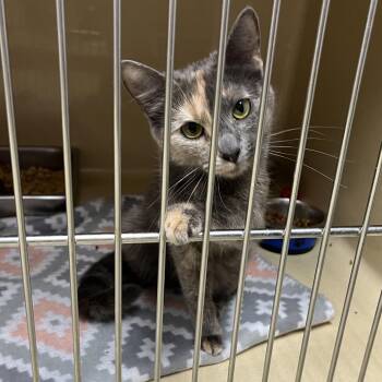 Evie -  Dilute Tortoiseshell Cat for Adoption in Clarksville, Virginia - Evie | PetCurious