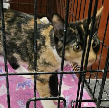 Luna -  Domestic Short Hair Cat for Adoption in St. Cloud, Minnesota - Luna | PetCurious