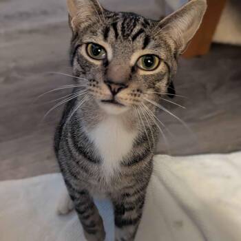 Rescue Domestic Short Hair Cats for Adoption in Weehawken Township, New Jersey - Stewart | PetCurious