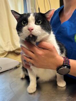 HERCULES -  Domestic Short Hair Cat for Adoption in Cookeville, Tennessee - HERCULES | PetCurious
